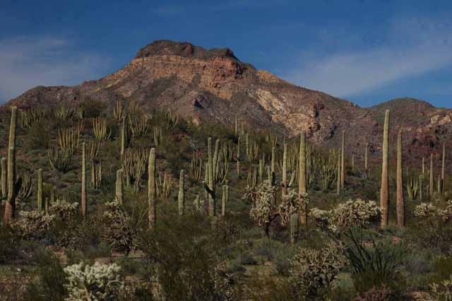 various cacti in organ pipe cactus natl monument 